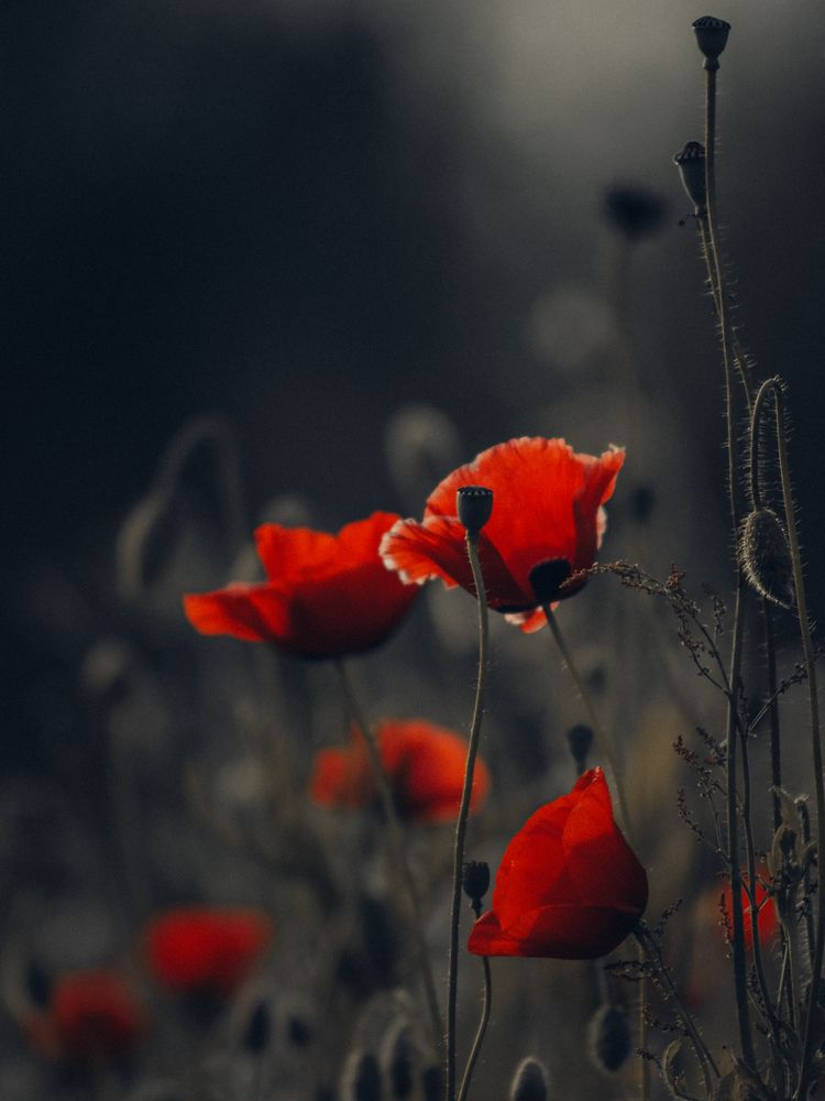 Photograph by Александра Шилова