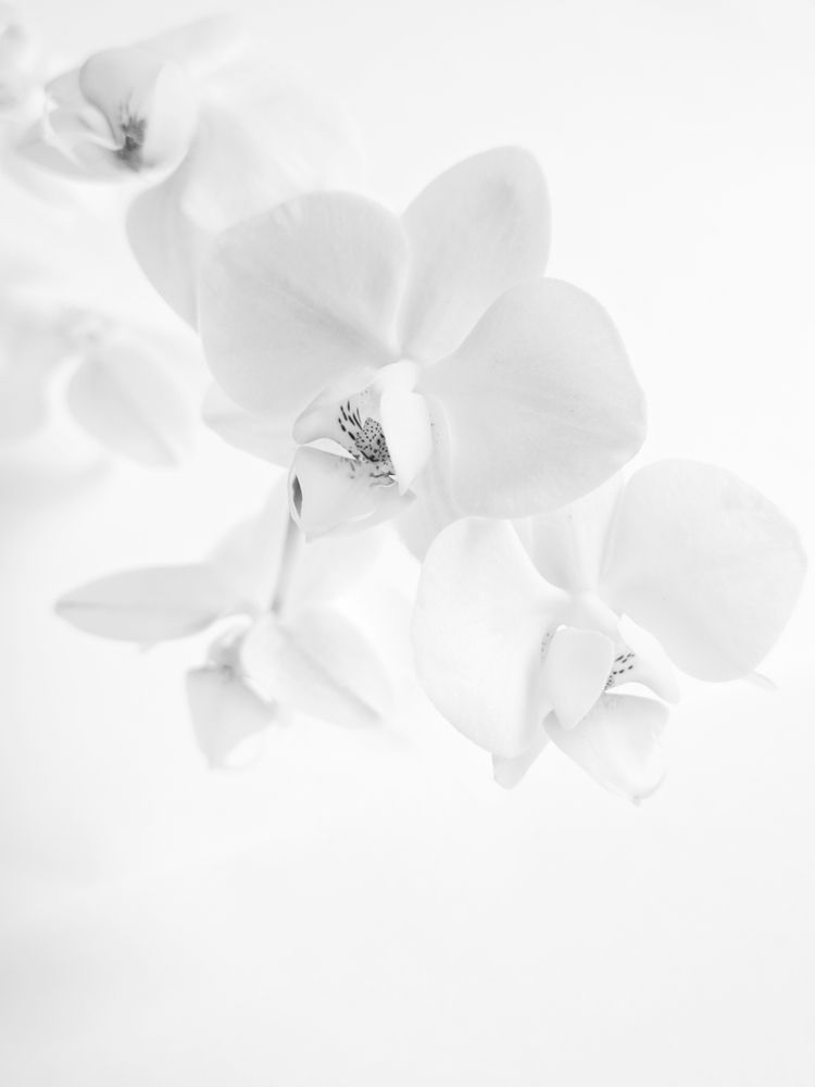 Photograph by Александра Шилова