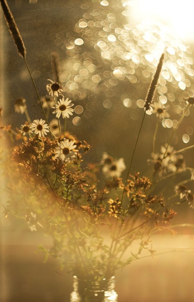 Фотография автора Светлана Зимина