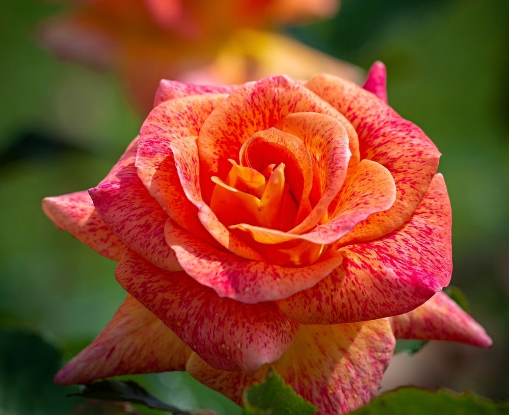 Photograph by Сергей Басов