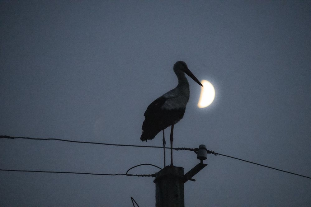 Photograph by Алексей Сиваков