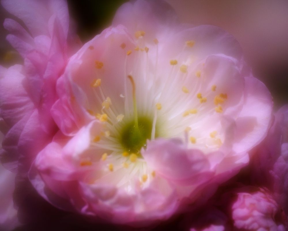 Photograph by Dmitry Ishniyazov