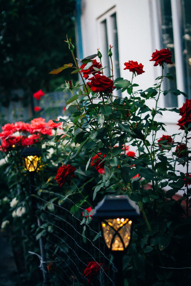 Photograph by Дмитрий Тютюнник