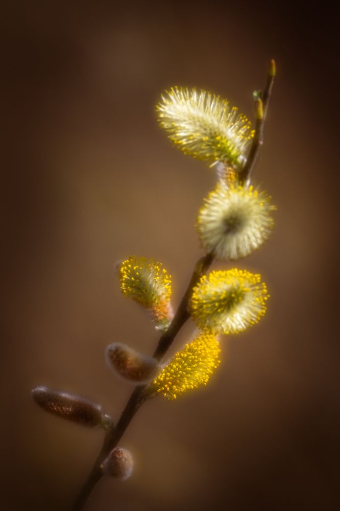 Photograph by Dmitry Ishniyazov