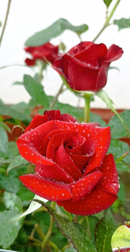 Photograph by Дмитрий Тютюнник