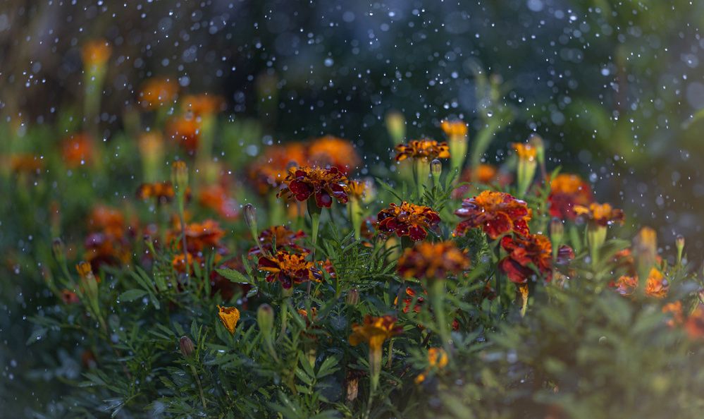 Photograph by Сергей Басов