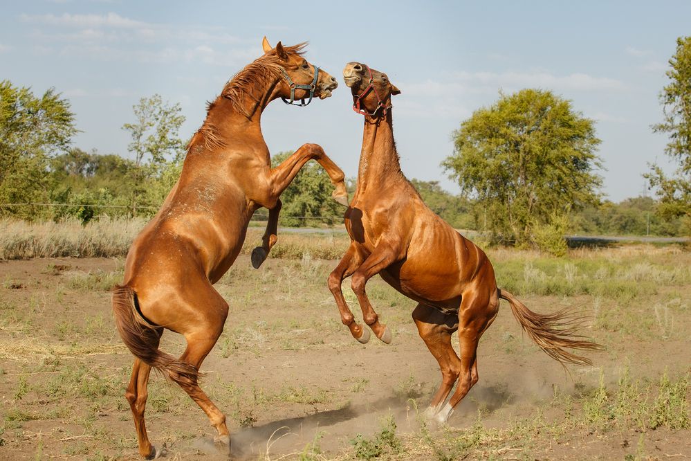 Photograph by Ольга Рябчикова