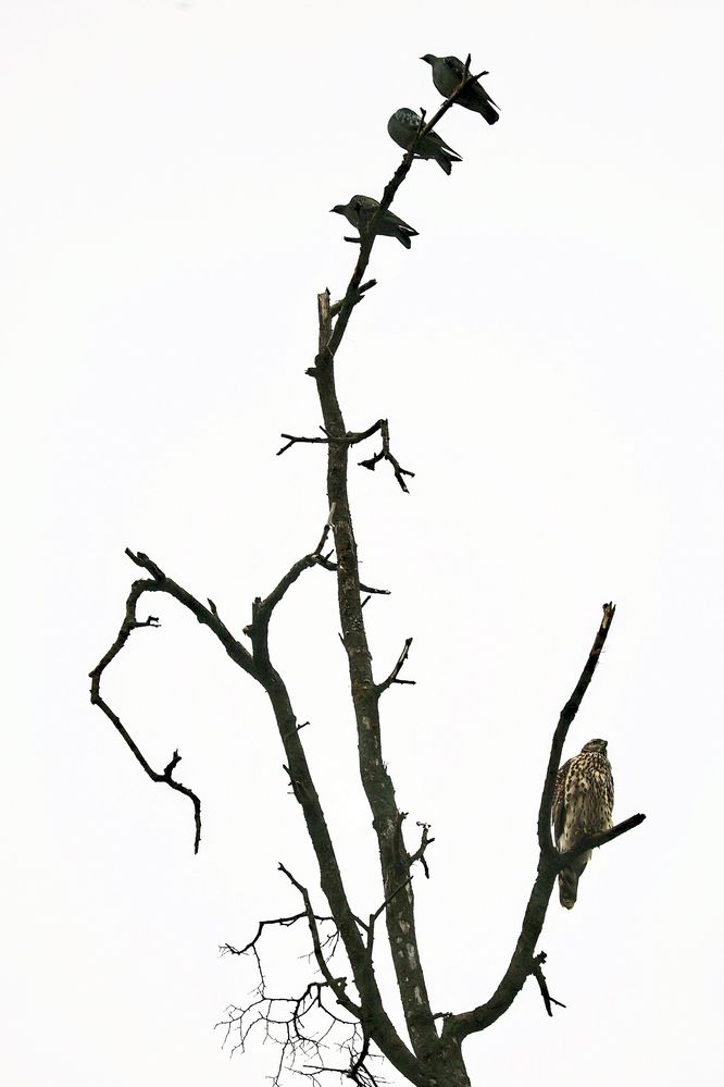 Photograph by Pavel C