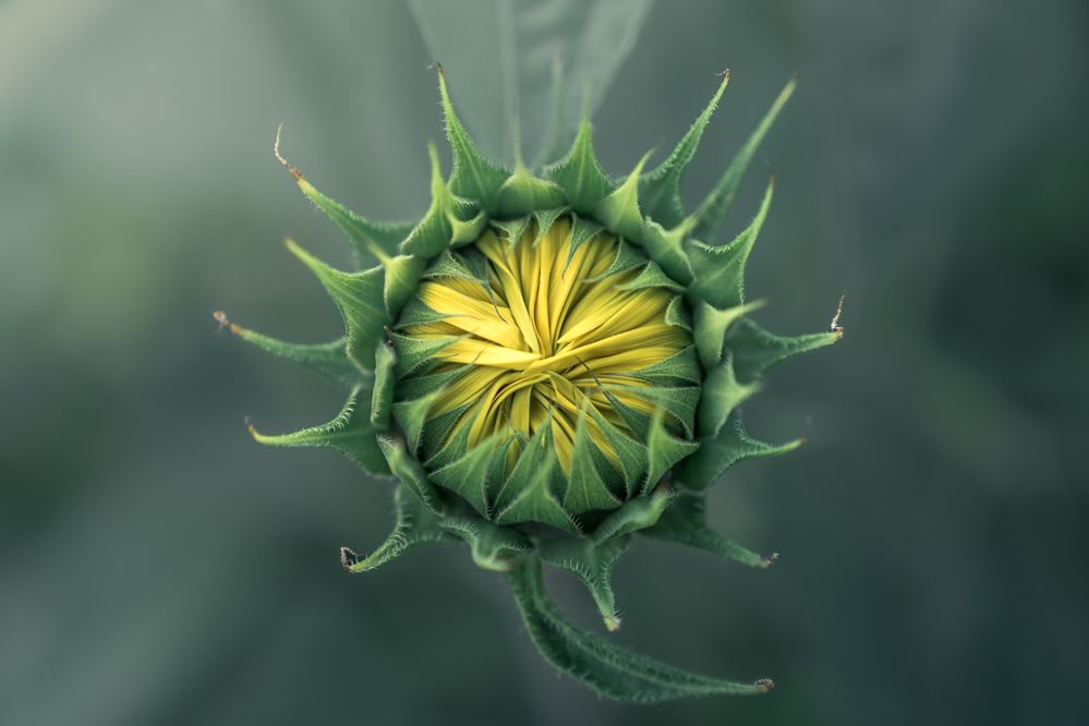 Photograph by Bruno Ribeiro