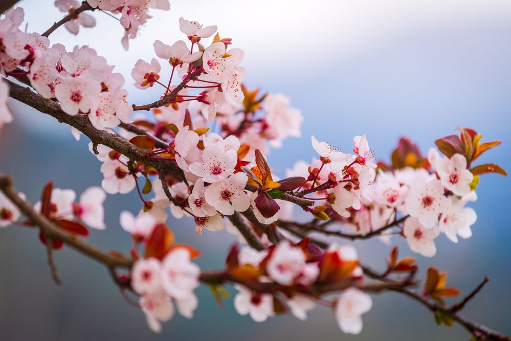 Photograph by Bruno Ribeiro