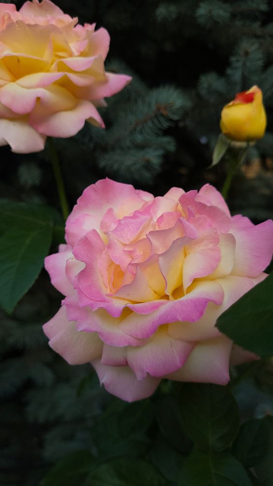 Фотография автора Татьяна Прашкевич