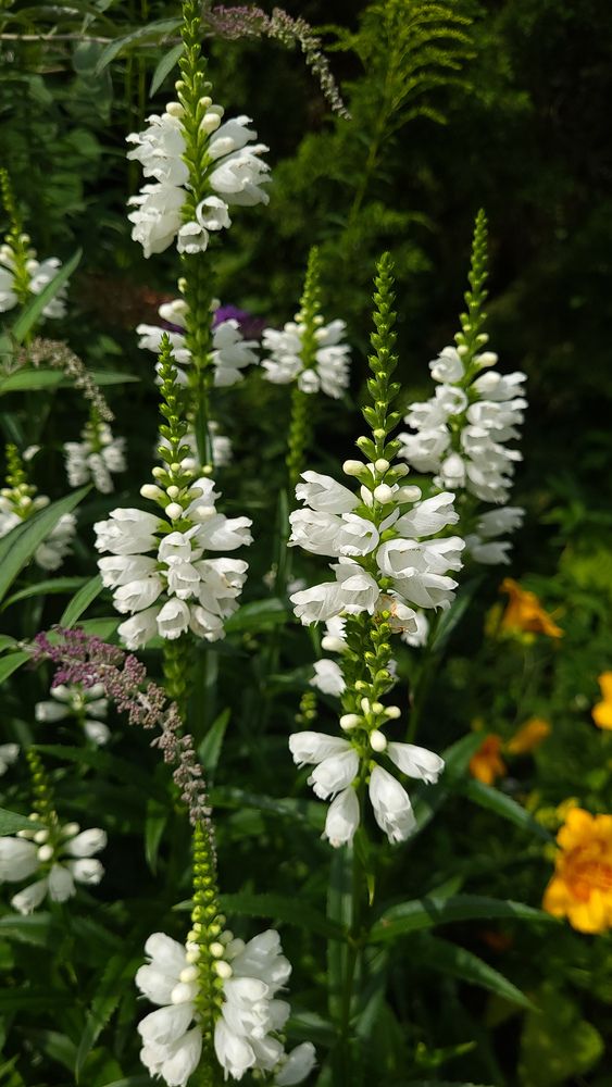 Фотография автора Татьяна Прашкевич