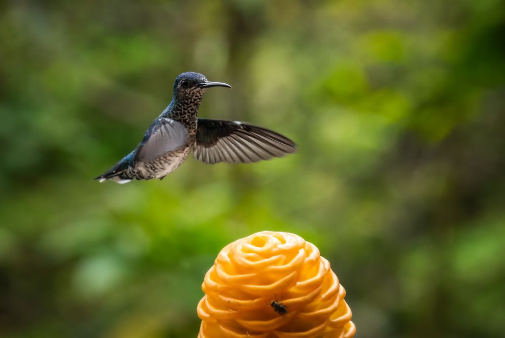 Photograph by Susie Castellano