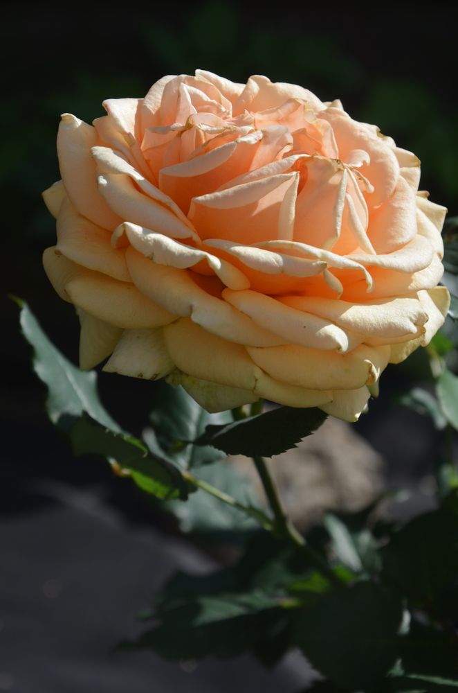 Photograph by Valentina