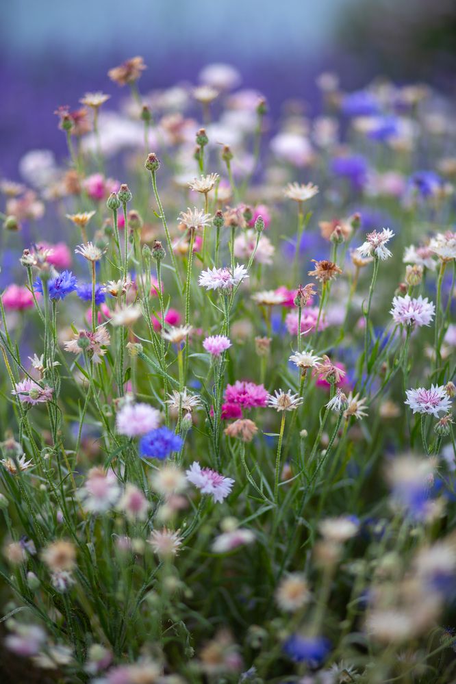 Фотография автора Тамара Нижельская