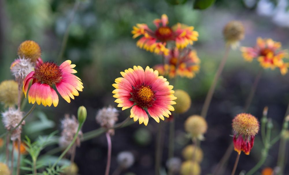 Фотография автора Алексей Клоков