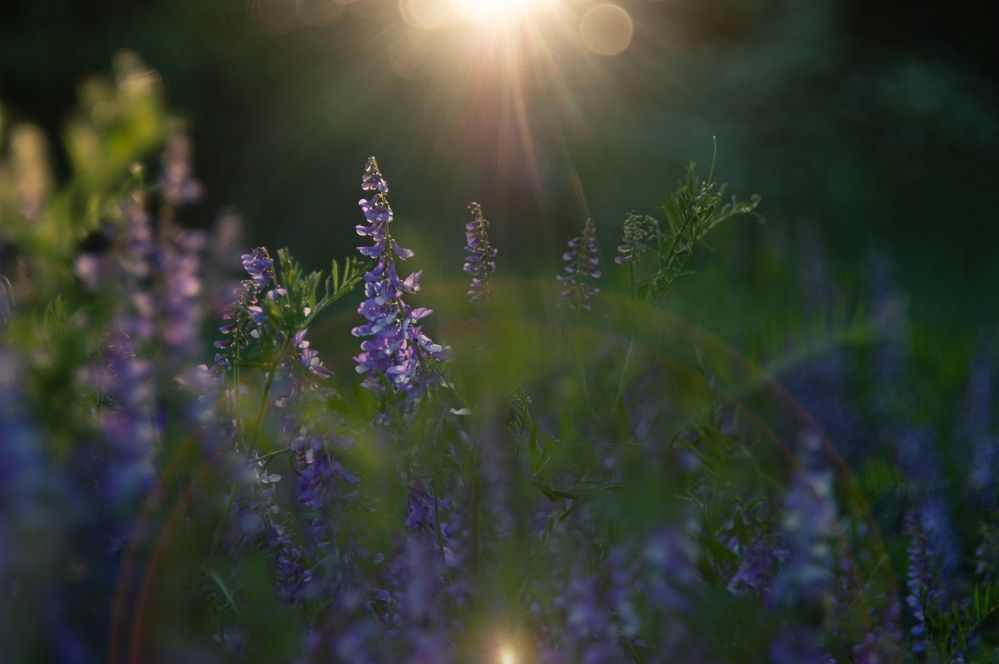 Photograph by Светлана Гок