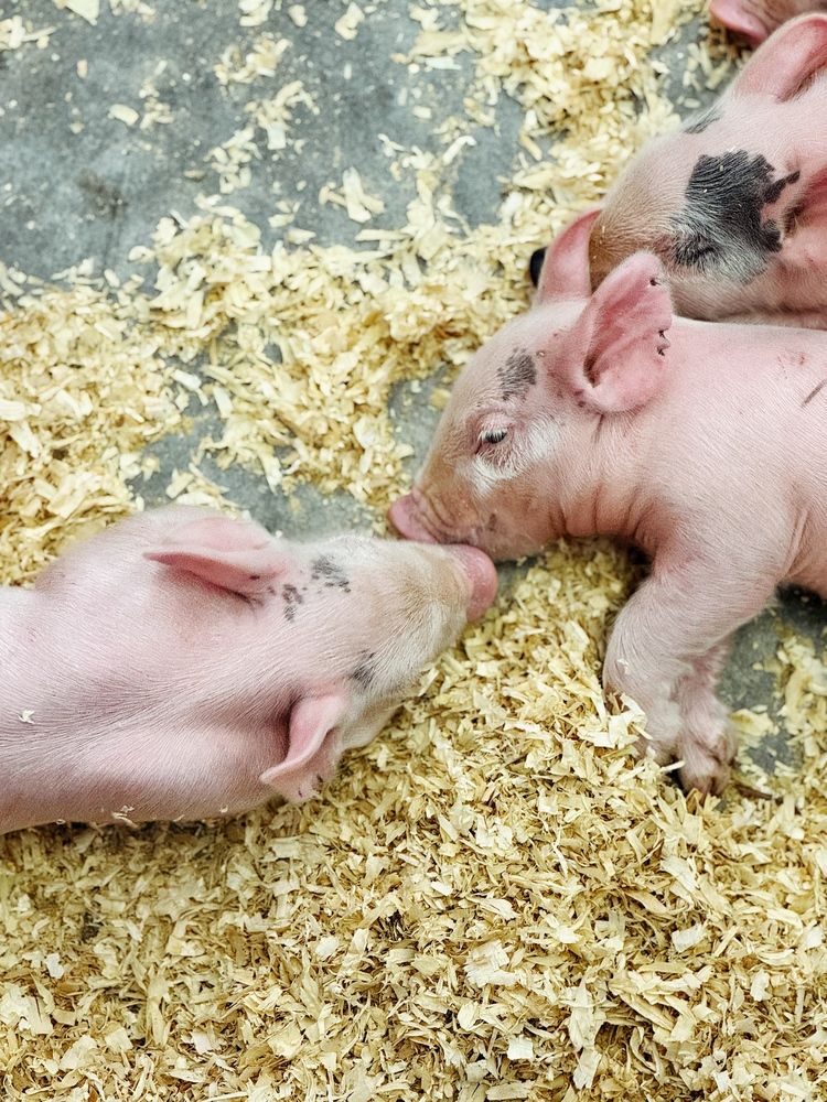 Photograph by Юлия Порфирьева