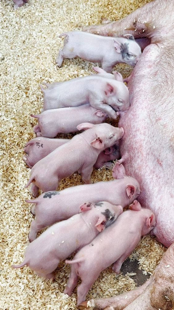 Photograph by Юлия Порфирьева