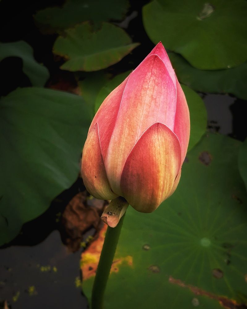 Photograph by MobigrafVDK