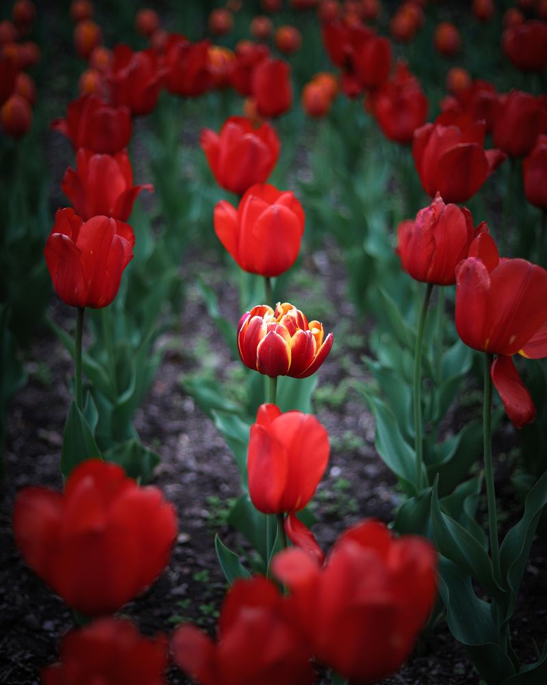 Photograph by MobigrafVDK