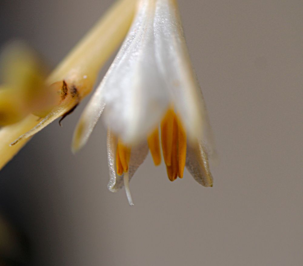 Photograph by JORGE DORANTES