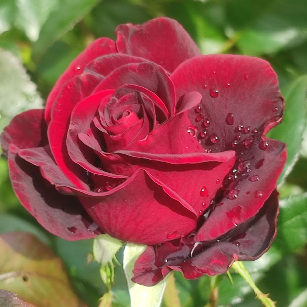 Photograph by Евгения