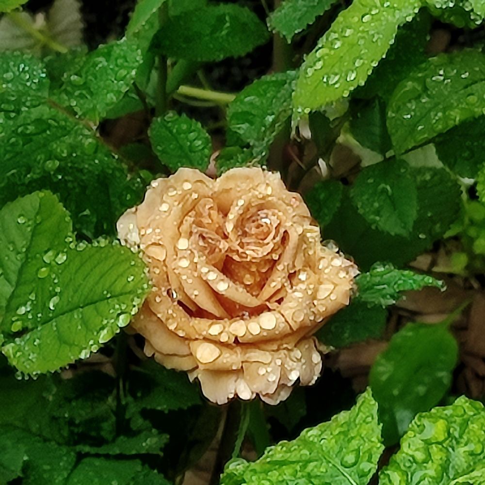 Photograph by Евгения