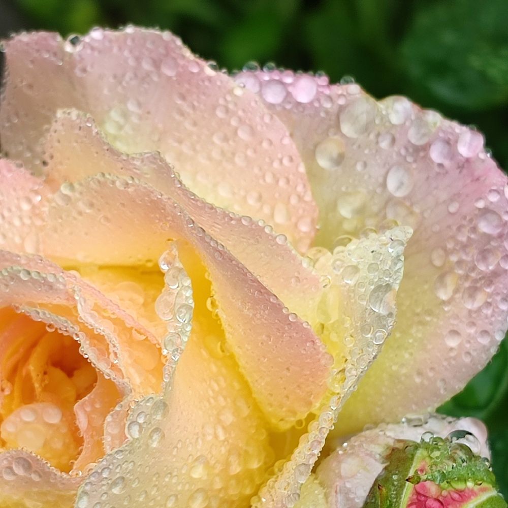 Photograph by Евгения