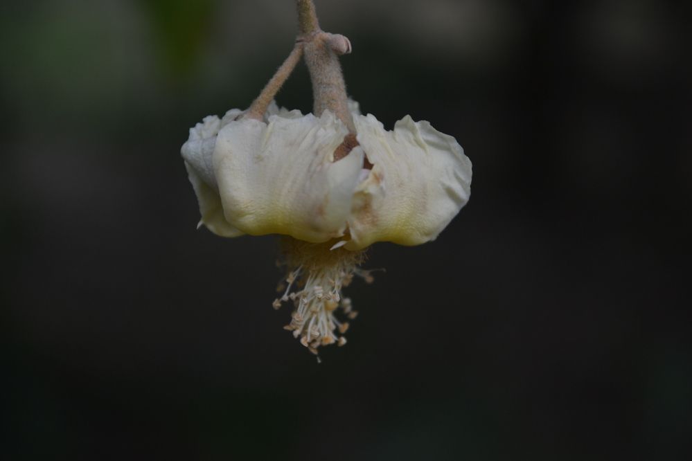 Photograph by Gildo de Campos Correa