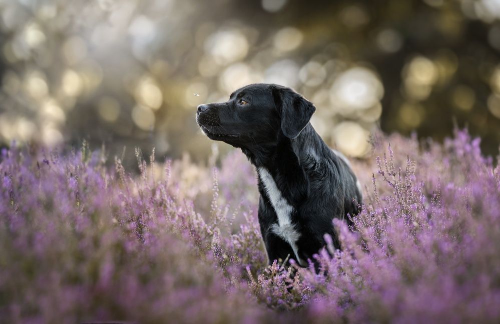 Photograph by Shanna van Mens