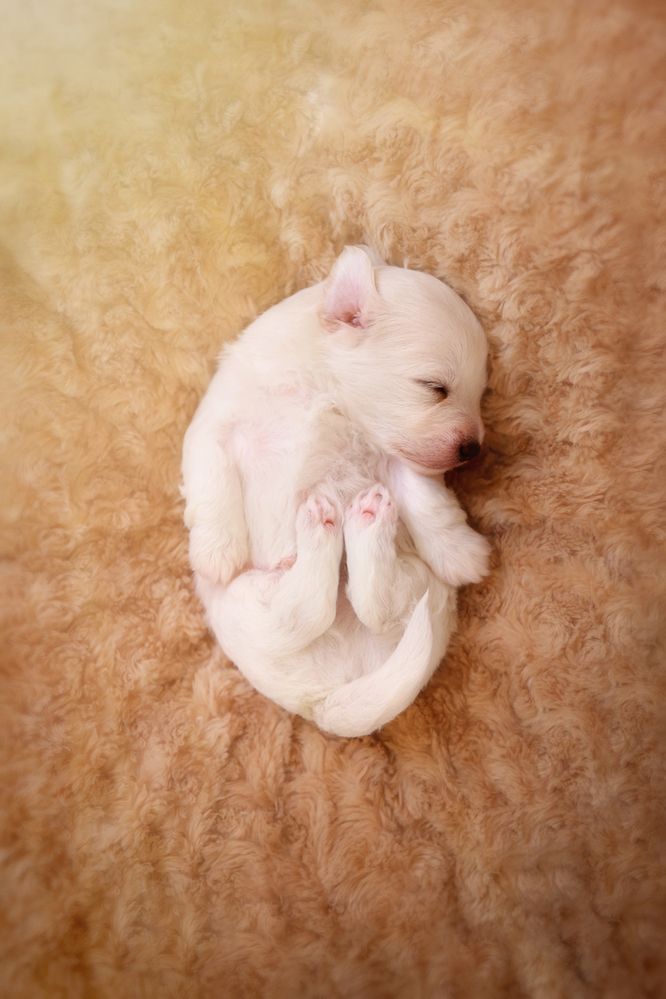 Breathless in the Dawn of Sleep