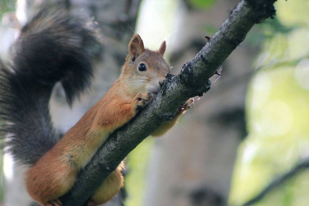 Пушистый хранитель леса...