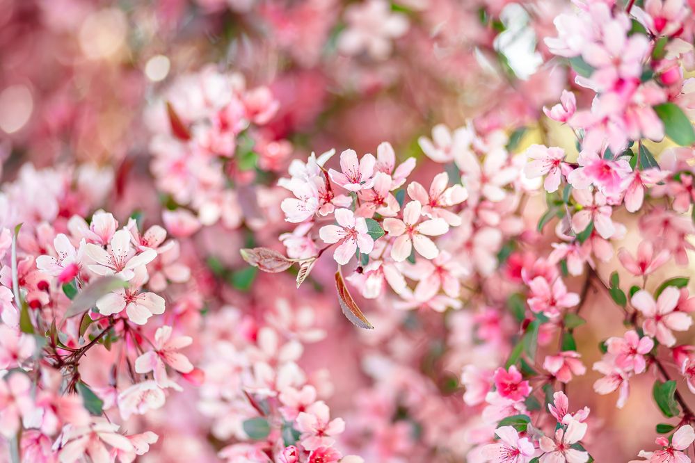 Photograph by Anna Katikova