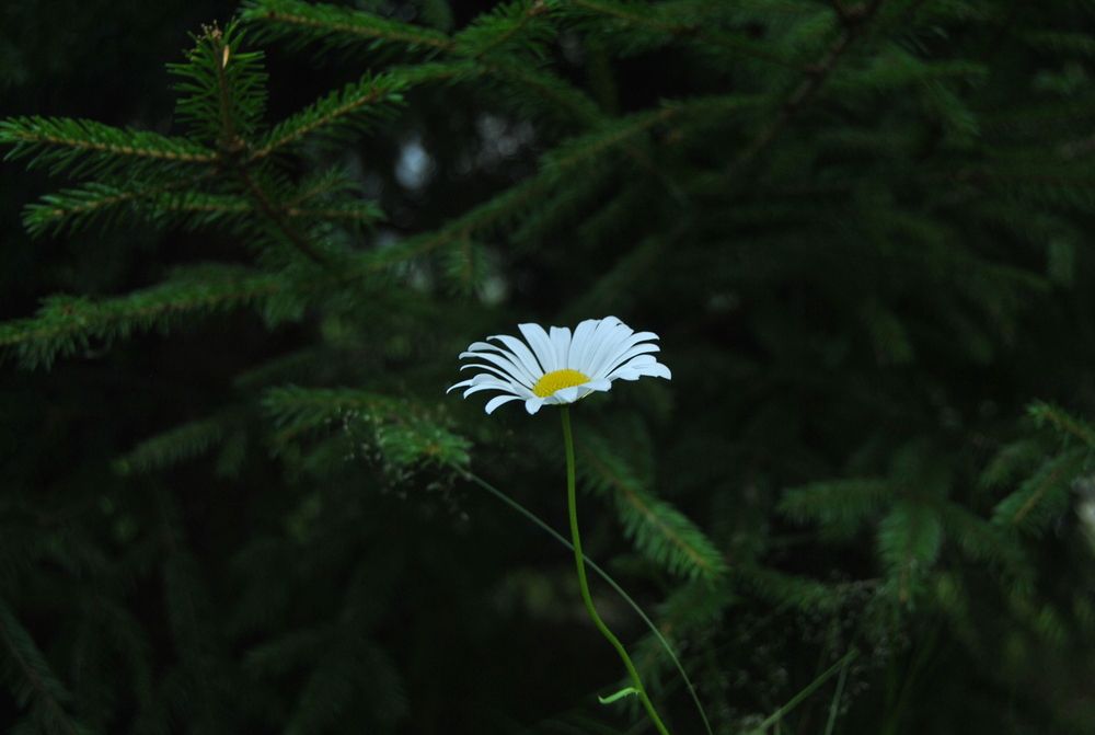 Photograph by Алла Кочергина