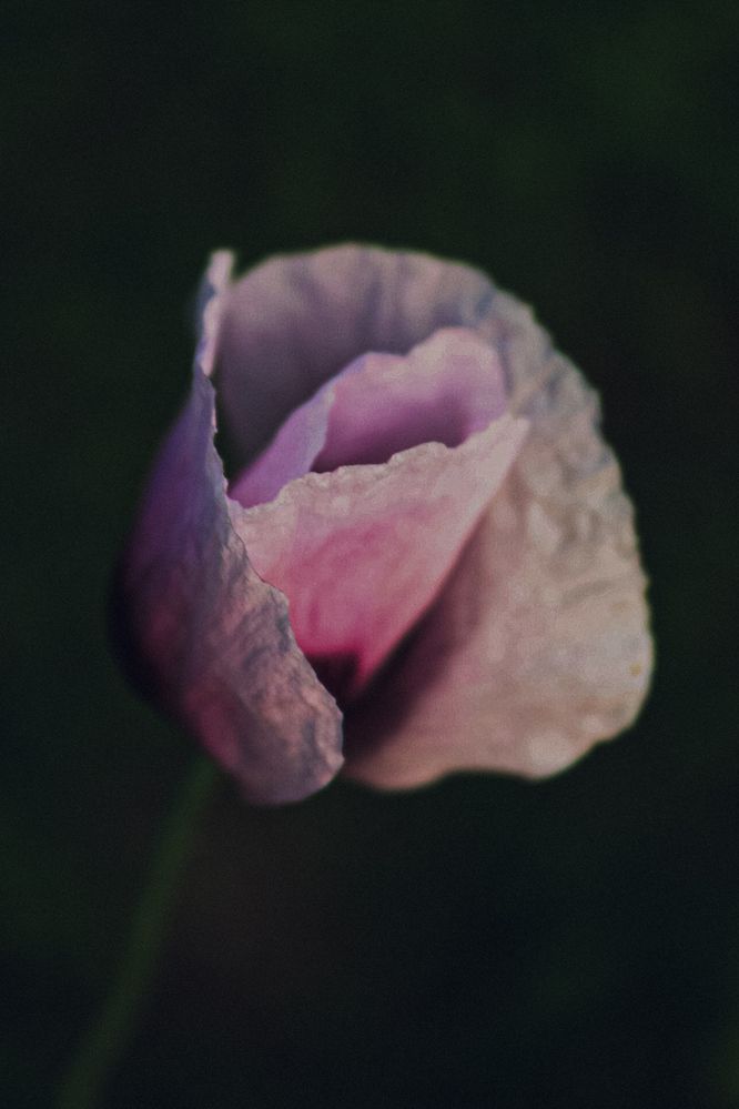 Photograph by Maria Stankevich