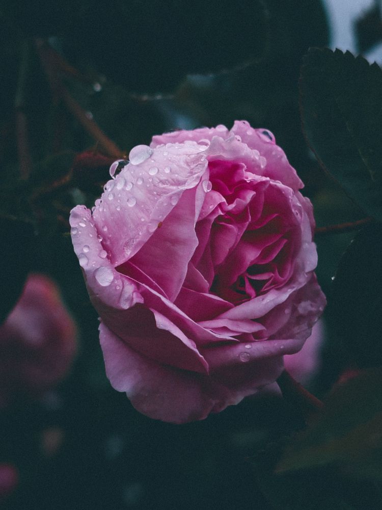 Photograph by Maria Stankevich