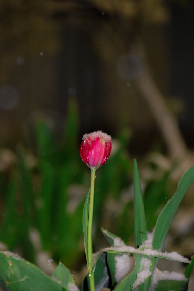 Photograph by Elvira