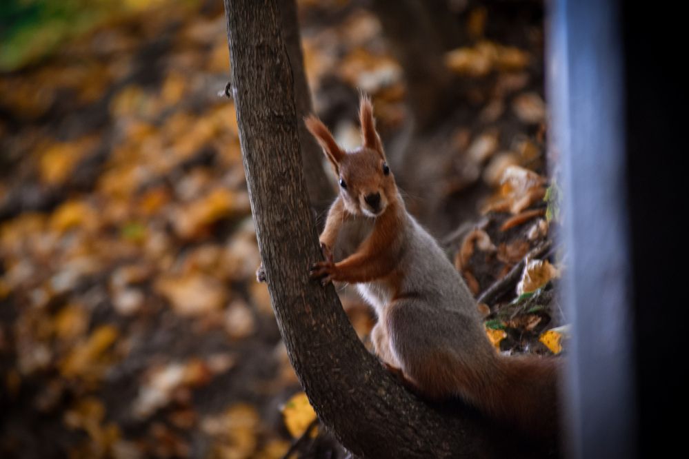 Photograph by Elvira