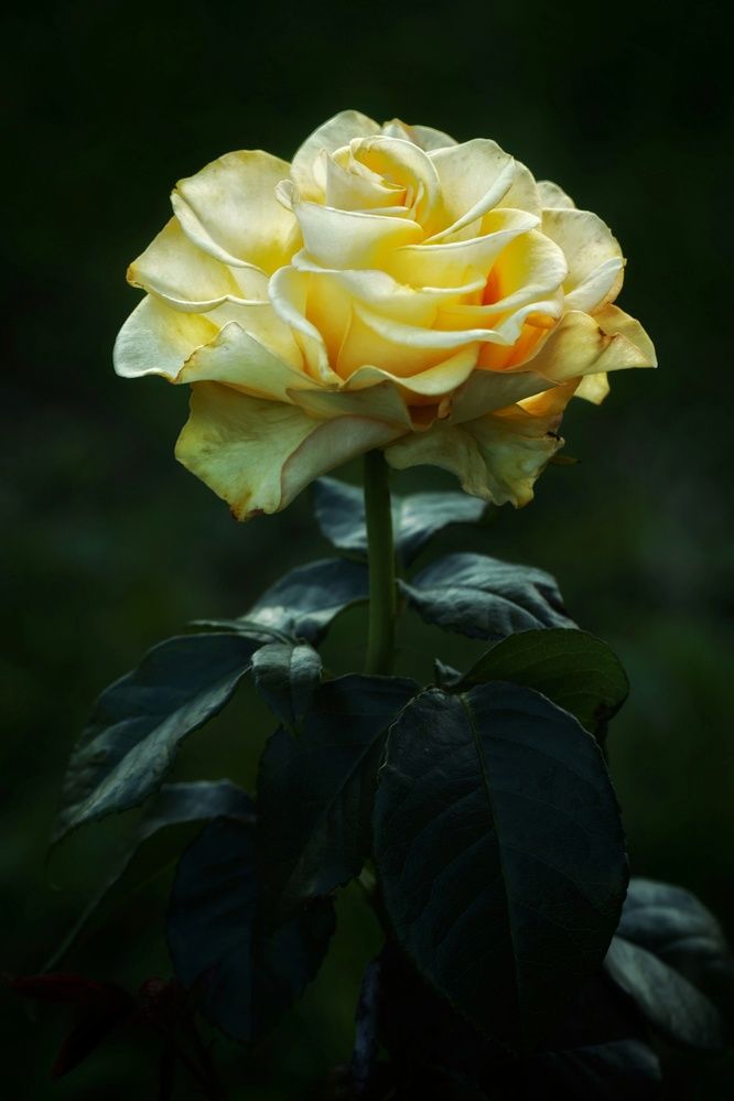 Photograph by Микрокосмос Владимир