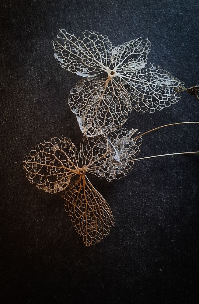 Photograph by Tatiana Kirillova