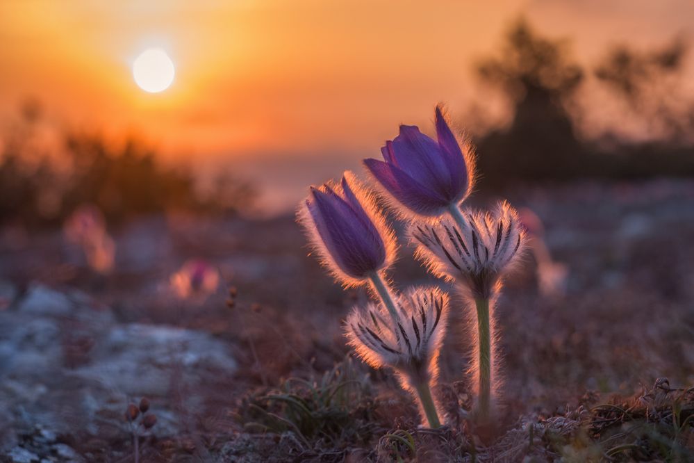 Photograph by Дмитренко Екатерина