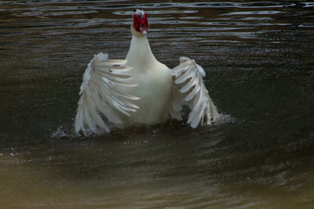 Photograph by Juliana