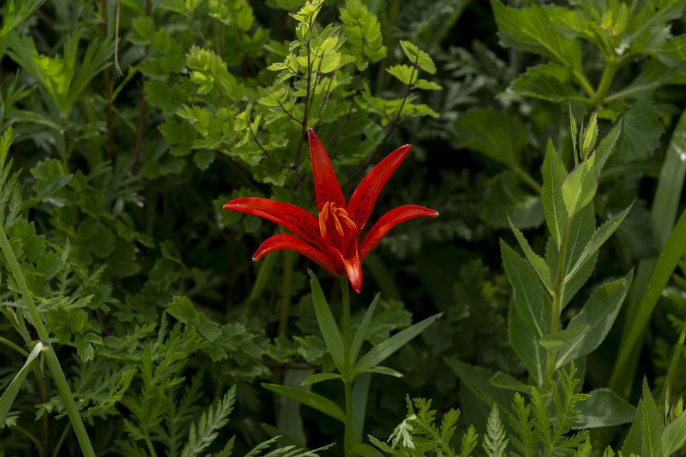 Photograph by Кузнецов Александр