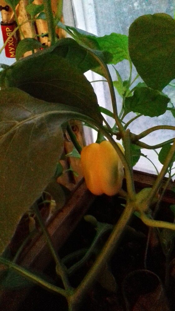 Photograph by Галина Петрушенко