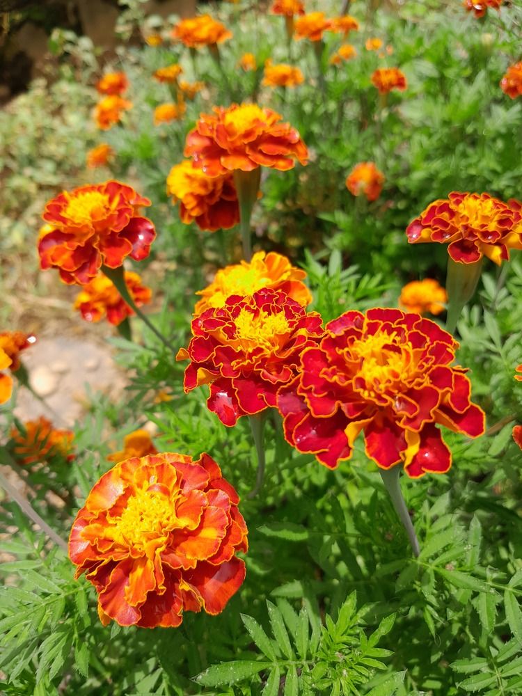 Фотография автора Zulfa