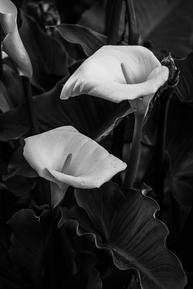 Фотография автора Marcelo Vaz