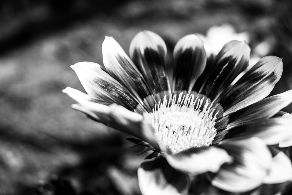 Фотография автора Jose Marcos Carvajal Tarazona