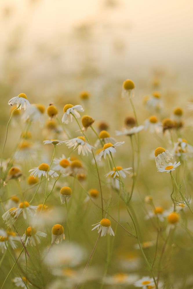 Photograph by Юлия Коротких