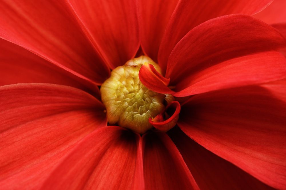 Photograph by Nobu-Oh